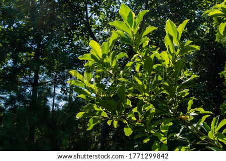 Susan Magnolia tree (Magnolia liliiflora x Magnolia stellata). Green leaves on Susan magnolia branch on blurry background of evergreens. Landscaped garden with evergreens and deciduous plants.