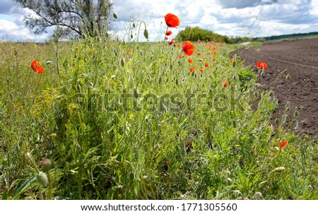 Blooming red poppies on the field.