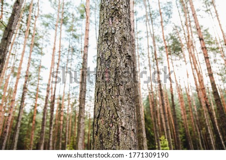 Close-up photo of tree in forest. nature background, nice bokeh.