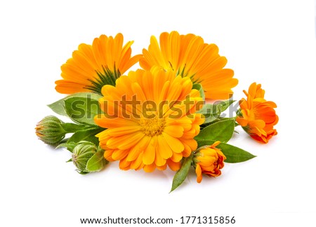 Calendula flowers with oil. Flowers with leaves isolated on white background.
