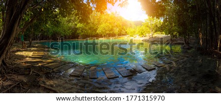 Mangrove forest and clear water canal at Emerald Pool Mangrove mangrove forest in Krabi province of Thailand Royalty-Free Stock Photo #1771315970