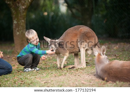 A young boy feeds a Kangaroo in Australia at the zoo