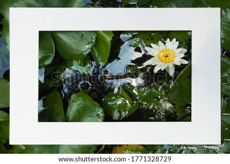 Lotus in a white square frame for a greeting card or invitation. Beautiful background.