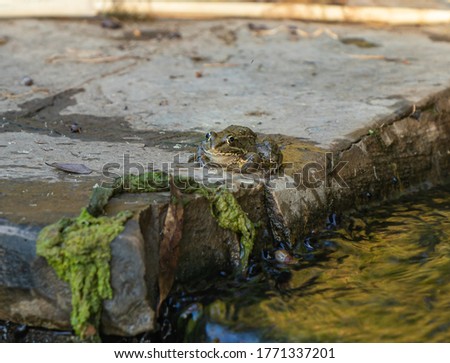 Amphibian river frog sits in the morning on the river bank in the Golan Heights, in northern Israel