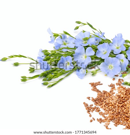 Flax seeds and flowers isolated on white background. Free space for text.