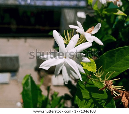 picture of a jasmine flower in a bright sunny day