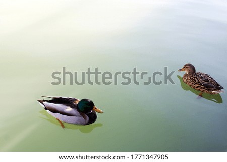 A closeup picture of ducks on the water