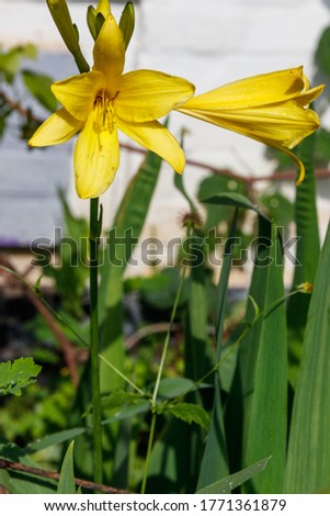 Yellow daylily (Hemerocallis lilioasphodelus) in a garden