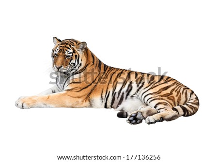 Siberian tiger isolated on white background Royalty-Free Stock Photo #177136256