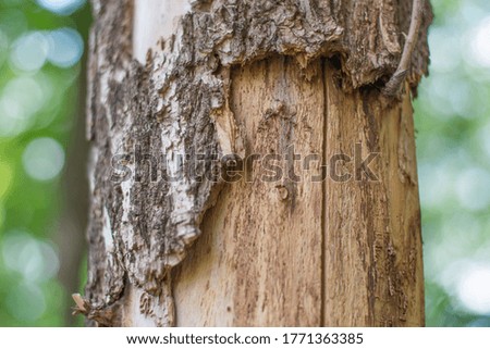 in the center of photo Tree trunk with wrapped bark. Suitable for screensavers, background. Bokeh