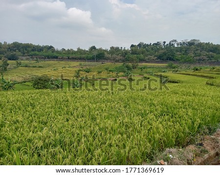 views of the terraces in the rice fields