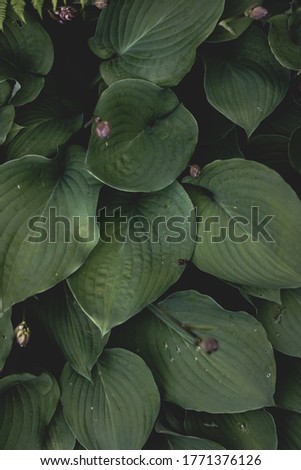 Green leaves background. Tropical plant pattern.
