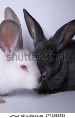 gray and white rabbits, bunnies on a white background. Isolated. Copy space. High quality photo