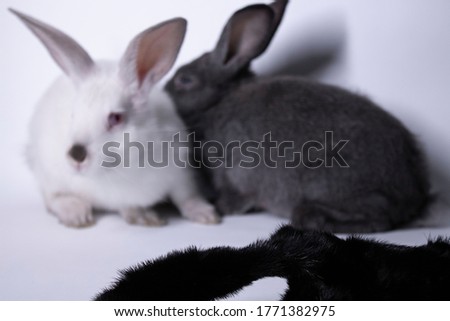 gray and white rabbits-bunnies scared near a natural woolen black coat. copy space. Save animals concept. High quality photo