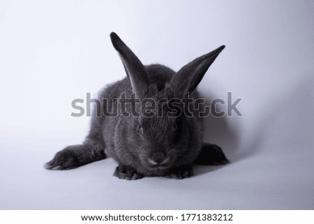 gray rabbit, bunny on a white background. Isolated. Copy space. High quality photo