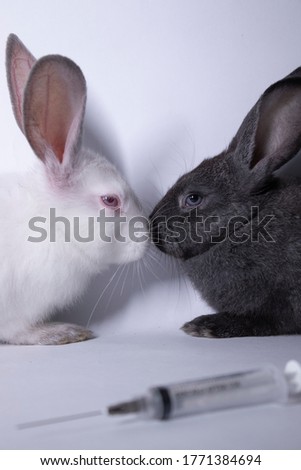 scared white and gray rabbits-bunnies near an injection-syringe. copy space. veterinary, experiments, cosmetics concept. High quality photo