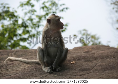 Monkey Family Monkey in National Park in Thailand.