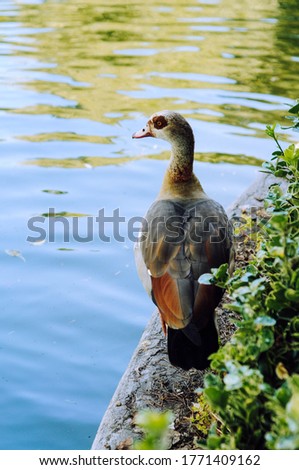 Decorative duck at the pond in the park near the bushes. The sky is reflected in water