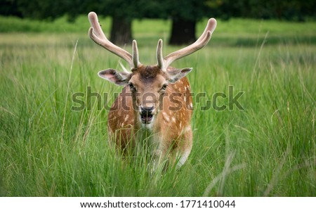 Deer in long grass at Dunham Massey Royalty-Free Stock Photo #1771410044