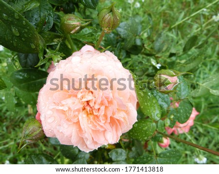 Beautiful pink rose after rain. Macro.