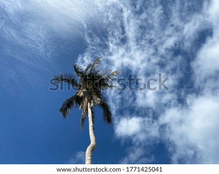 Coconut trees in the free space of the bright sky.
