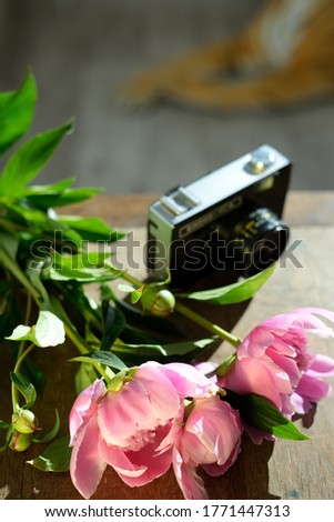 old camera on a wooden shelf among flowers