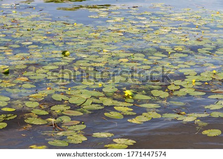 
Yellow egg capsules in the water of a river backwater