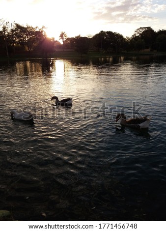 Three Ducks in a lake at a park, with sunset sky background