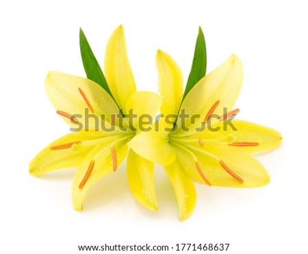 Two yellow lily isolated on white background.