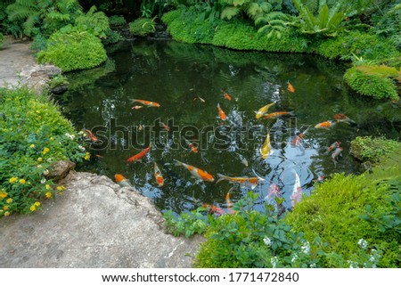Movement of Fancy Carps Fish or Koi Swim in Pond.
