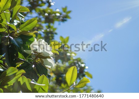 Wallpaper, creamy white southern magnolia Magnolia Grandiflora flower. Rays of the sun in the blue sky