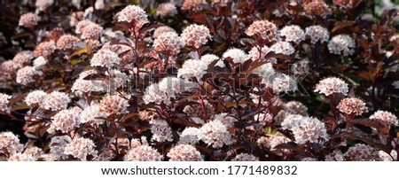 Physocarpus opulifolius cultivar Diabolo-shrub with red leaves and white-pink flowers. Royalty-Free Stock Photo #1771489832