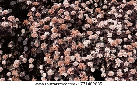 Physocarpus opulifolius cultivar Diabolo-shrub with red leaves and white-pink flowers. Royalty-Free Stock Photo #1771489835