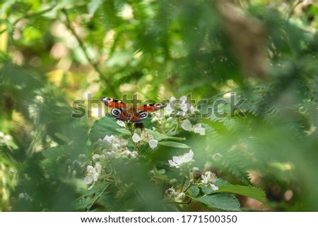 Peacock butterfly on white bramble flowers in a hedgerow in the countryside. Green leafy foliage surrounds the insect. Royalty-Free Stock Photo #1771500350