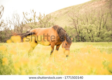 A red horse grazes in a green field on a summer day. Rural scene.