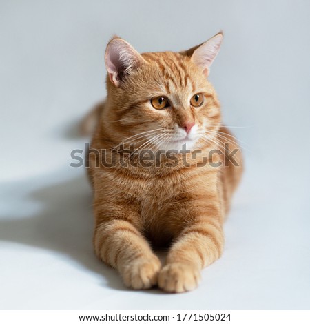 Orange cat. Portrait of tabby ginger cat over white background. Adorable pet posing at studio. Cute domestic animal. 