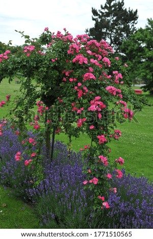 Pink standard rose American Pillar flowers in a garden in June 2012