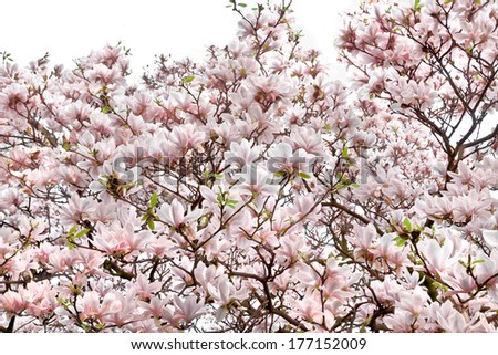 Blooming magnolia closeup. Spring flowering.Ã?Â?Ã?Â 