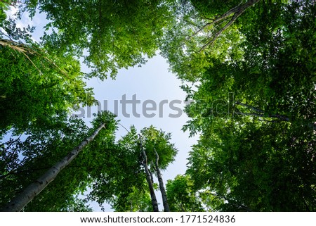 Bottom view inside of a wild deciduous virgin forest against the blue sky background. High forest with green trees on a beautiful summer day. Royalty-Free Stock Photo #1771524836