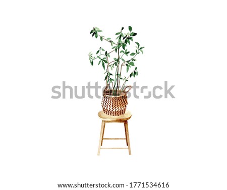 Hand drawn watercolor illustration of  Laurel tree in a wicker basket on wooden backless stool. Cosy home decor items, house plants and gardening. Isolated objects on white background. 