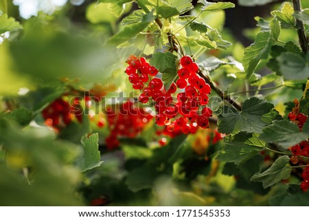 On the branch bush berries are ripe redcurrant (Ribes rubrum) Royalty-Free Stock Photo #1771545353