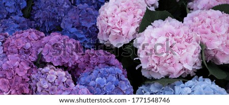 Bright spherical hydrangea flowers for bouquets. Royalty-Free Stock Photo #1771548746