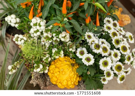 Autumn flowers arrangement. Beautiful bouquet with chrysanthemums, decorative peppers and cucumbers