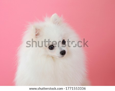white spitz on a pink background, funny dog. High quality photo