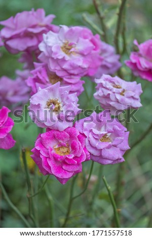 Beautiful purple Blue Moon rose. Purple lavender roses in the garden