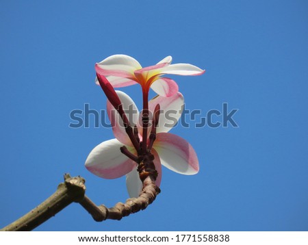 Plumeria rubra, Asian flower, Frangipani against a blue sky