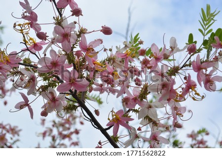 South-East Asian Sakura or Pink Shower tree (Cassia bakeriana) from Myanmar