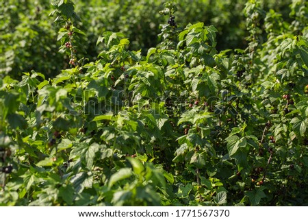 Row of blackcurrant bushes on a summer farm in sunny day. Location place of Ukraine, Europe. Photo of creativity concept. Scenic image of agrarian land in springtime. Discover the beauty of earth.
