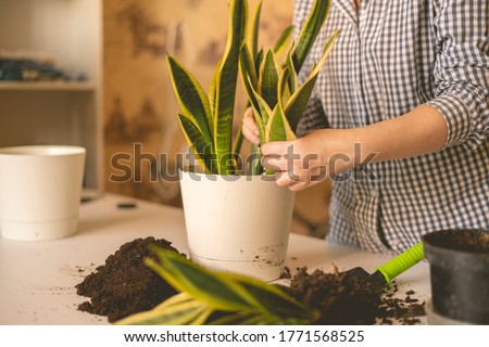 woman hands planting the snake plant in the pot at home. Dracaena trifasciata or succulent tree