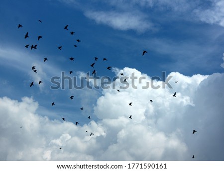 Clouds on a rainy day with flock of birds flying.